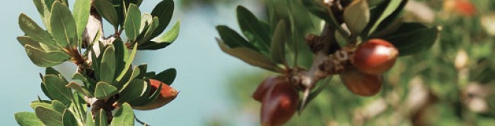 argan_branch