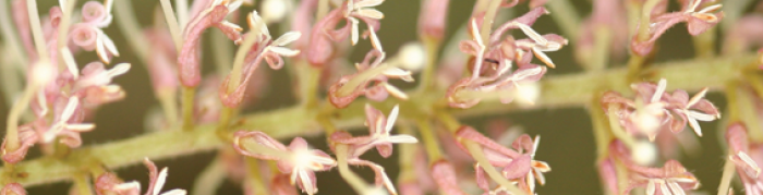 macadamia_flowers
